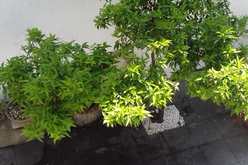 Apartment Plateia *